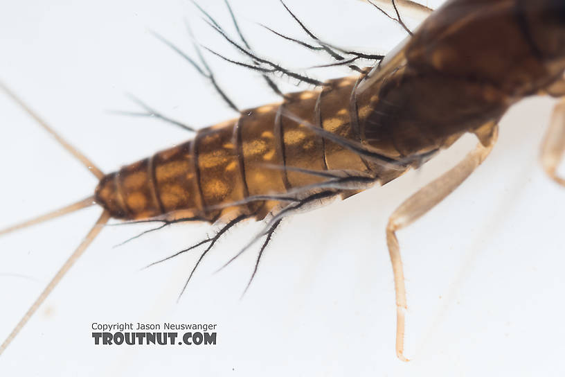 Neoleptophlebia Mayfly Nymph from the South Fork Snoqualmie River in Washington