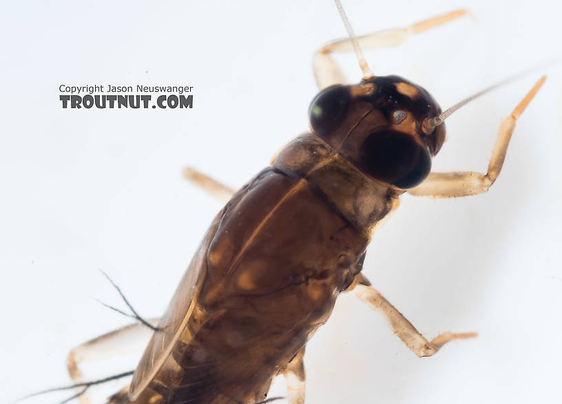 Neoleptophlebia Mayfly Nymph from the South Fork Snoqualmie River in Washington