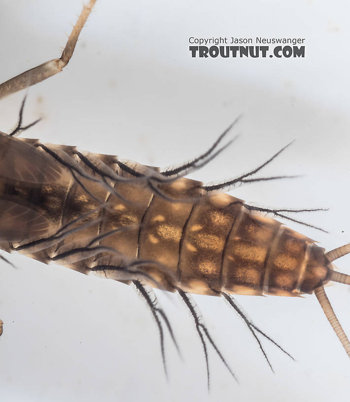 Neoleptophlebia Mayfly Nymph from the South Fork Snoqualmie River in Washington