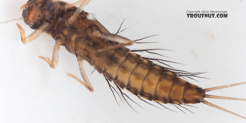 Neoleptophlebia Mayfly Nymph from the South Fork Snoqualmie River in Washington