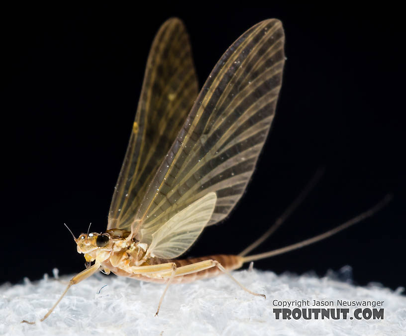 Female Heptageniidae (March Browns, Cahills, Quill Gordons) Mayfly Dun from the South Fork Snoqualmie River in Washington