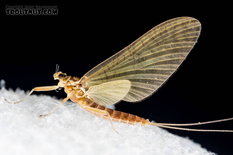 Female Heptageniidae (March Browns, Cahills, Quill Gordons) Mayfly Dun from the South Fork Snoqualmie River in Washington