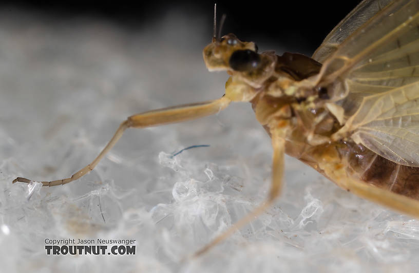 Female Heptageniidae (March Browns, Cahills, Quill Gordons) Mayfly Dun from the South Fork Snoqualmie River in Washington