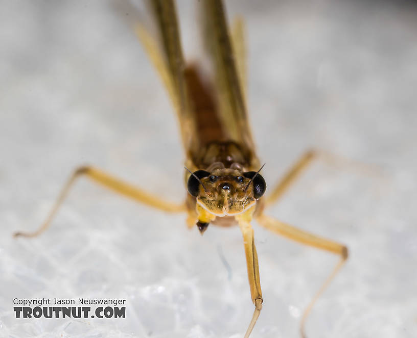 Female Heptageniidae (March Browns, Cahills, Quill Gordons) Mayfly Dun from the South Fork Snoqualmie River in Washington