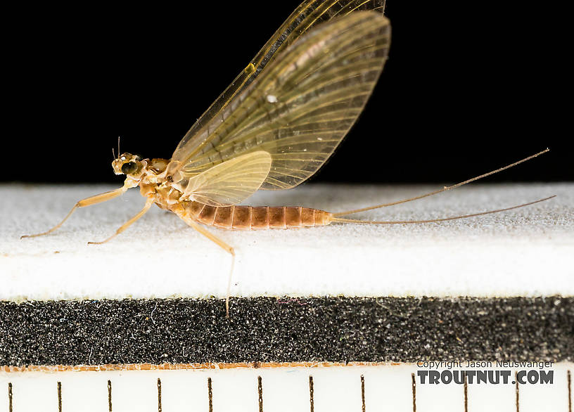 Female Heptageniidae (March Browns, Cahills, Quill Gordons) Mayfly Dun from the South Fork Snoqualmie River in Washington