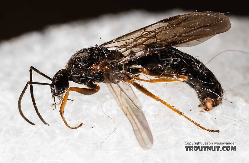 Male Formicidae (Ants) Ant Adult from Tepee Creek in Idaho