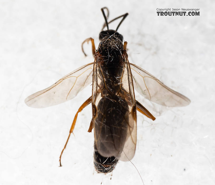 Male Formicidae (Ants) Ant Adult from Tepee Creek in Idaho