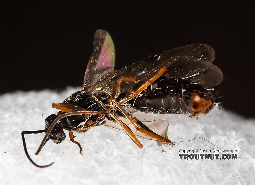 Male Formicidae (Ants) Ant Adult from Tepee Creek in Idaho