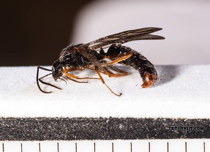 Every mark on the ruler is 1/16 inch.  Male Formicidae (Ants) Ant Adult from Tepee Creek in Idaho