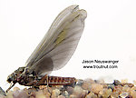 Female Ephemerella subvaria (Hendrickson) Mayfly Dun