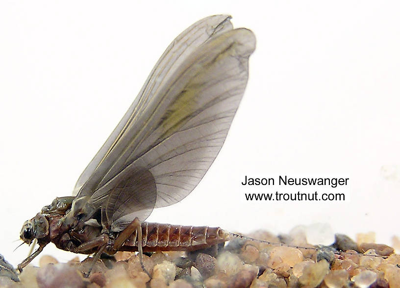 Female Ephemerella subvaria (Hendrickson) Mayfly Dun from the Namekagon River in Wisconsin