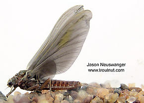 Female Ephemerella subvaria (Hendrickson) Mayfly Dun