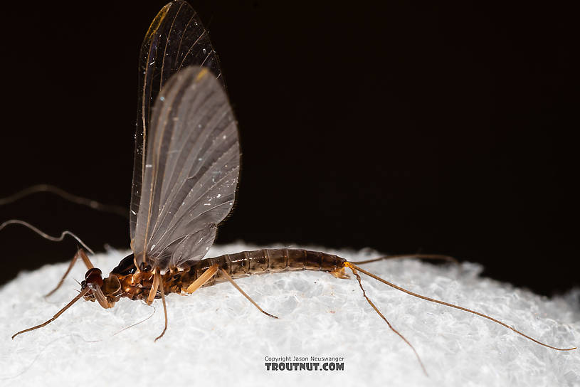 Male Paraleptophlebia (Blue Quills and Mahogany Duns) Mayfly Dun from the Big Hole River in Montana