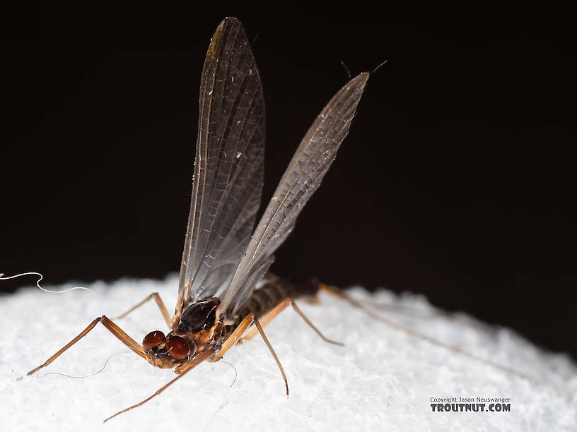 Male Paraleptophlebia (Blue Quills and Mahogany Duns) Mayfly Dun from the Big Hole River in Montana