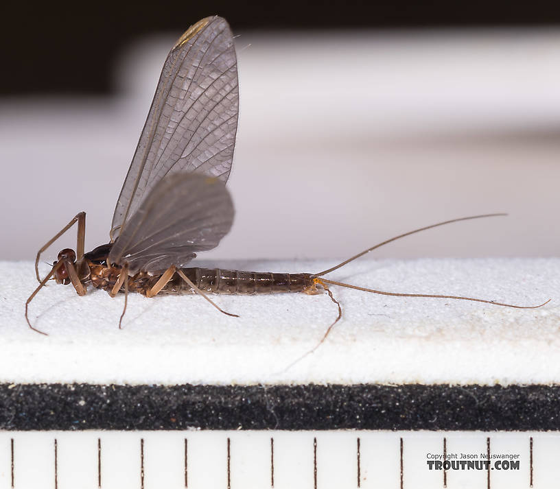 Measurement marks are 1/16 inch.  Male Paraleptophlebia (Blue Quills and Mahogany Duns) Mayfly Dun from the Big Hole River in Montana