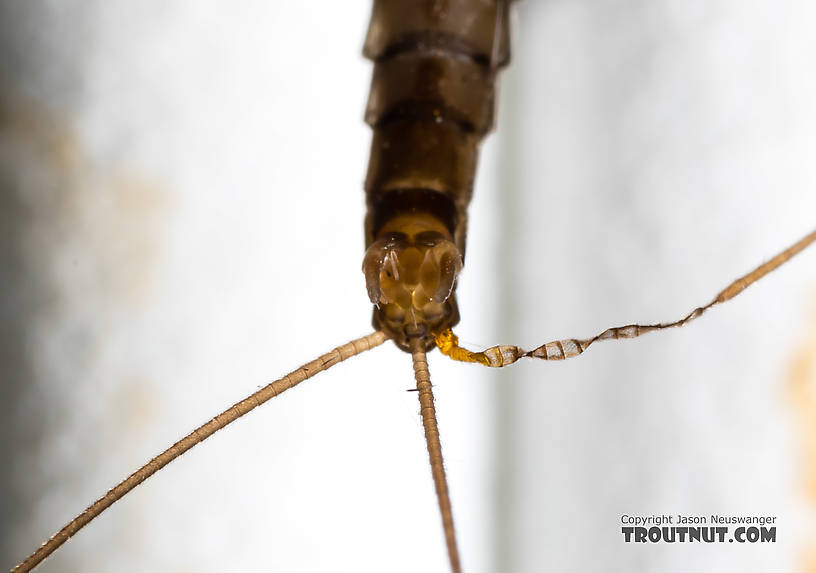 Male Paraleptophlebia (Blue Quills and Mahogany Duns) Mayfly Dun from the Big Hole River in Montana