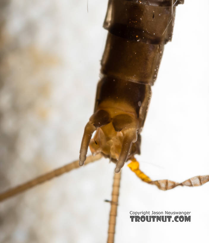 Male Paraleptophlebia (Blue Quills and Mahogany Duns) Mayfly Dun from the Big Hole River in Montana