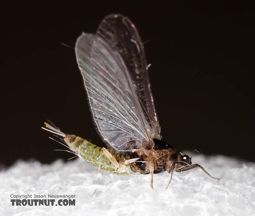 Female Tricorythodes (Tricos) Mayfly Spinner from the Big Hole River in Montana