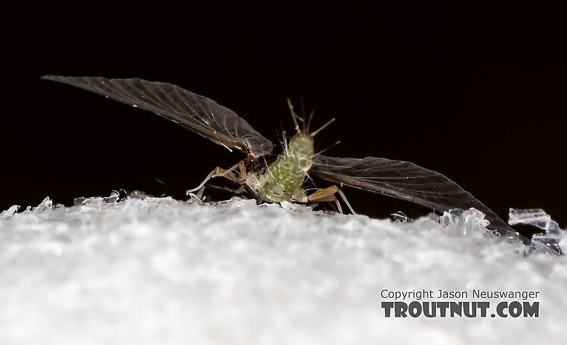 Female Tricorythodes (Tricos) Mayfly Spinner from the Big Hole River in Montana