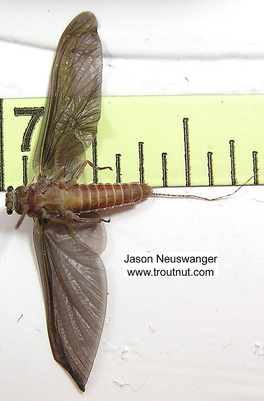 Female Ephemerella subvaria (Hendrickson) Mayfly Dun from the Namekagon River in Wisconsin