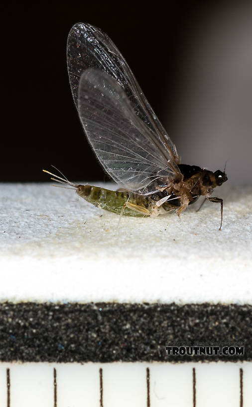 Each length marker is 1/16"  Female Tricorythodes (Tricos) Mayfly Spinner from the Big Hole River in Montana