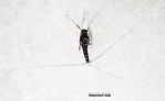 Male Tricorythodes (Tricos) Mayfly Spinner