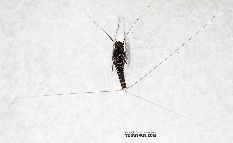 Male Tricorythodes (Tricos) Mayfly Spinner from the Big Hole River in Montana