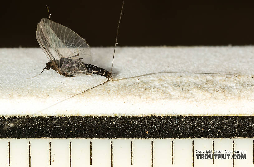 Every mark is 1/16 inch.  Male Tricorythodes (Tricos) Mayfly Spinner from the Big Hole River in Montana