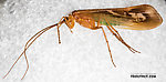 Male Limnephilus externus (Summer Flier Sedge) Caddisfly Adult