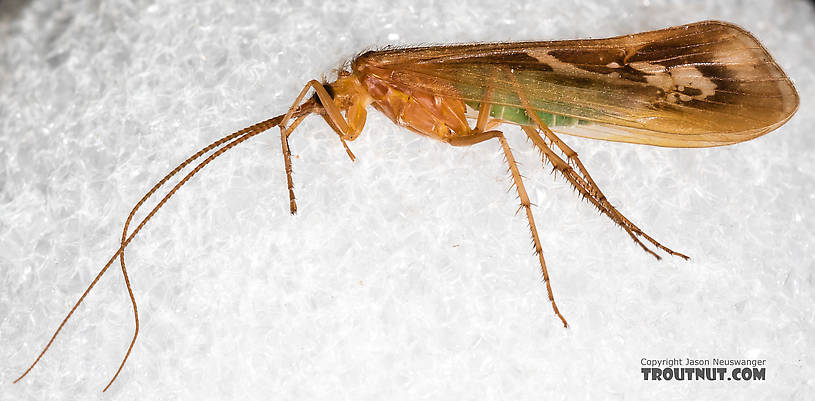 Male Limnephilus externus (Summer Flier Sedge) Caddisfly Adult from the Henry's Fork of the Snake River in Idaho