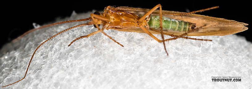 Male Limnephilus externus (Summer Flier Sedge) Caddisfly Adult from the Henry's Fork of the Snake River in Idaho