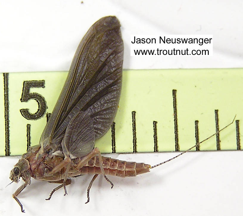 Female Ephemerella subvaria (Hendrickson) Mayfly Dun from the Namekagon River in Wisconsin