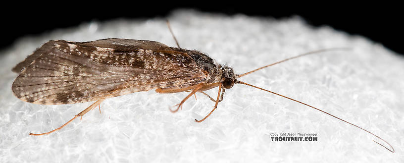 Male Hydropsyche (Spotted Sedges) Caddisfly Adult from the Henry's Fork of the Snake River in Idaho