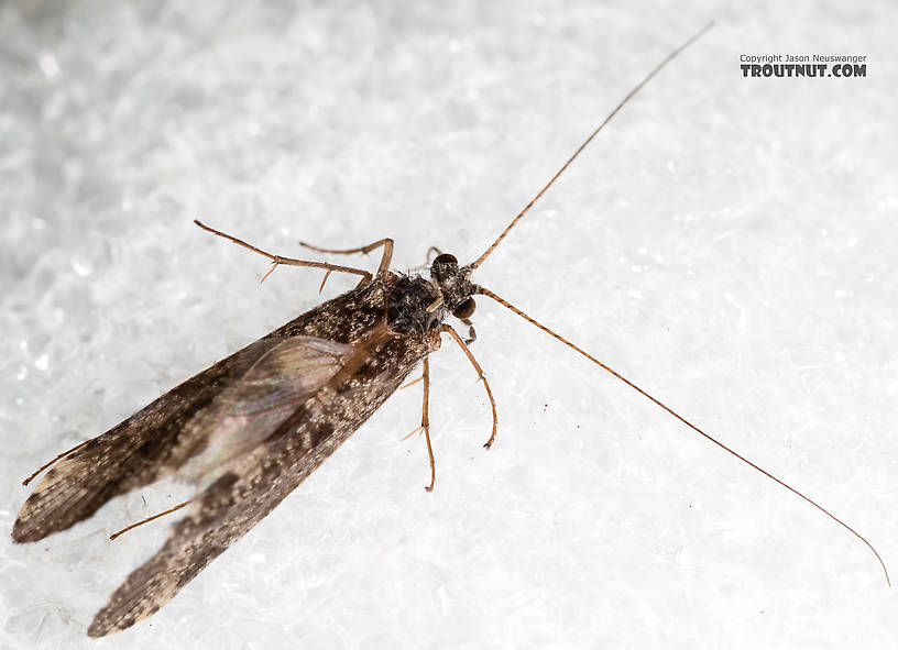 Male Hydropsyche (Spotted Sedges) Caddisfly Adult from the Henry's Fork of the Snake River in Idaho