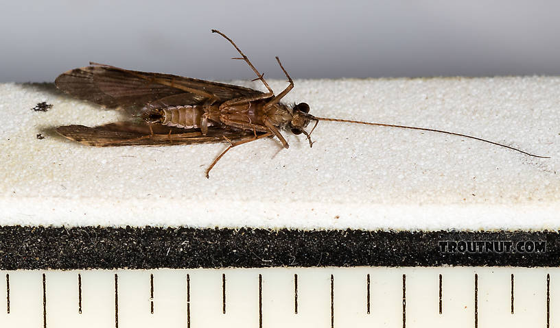 Male Hydropsyche (Spotted Sedges) Caddisfly Adult from the Henry's Fork of the Snake River in Idaho