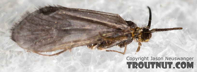 Amiocentrus aspilus (Little Western Weedy Water Sedge) Caddisfly Adult from the Henry's Fork of the Snake River in Idaho