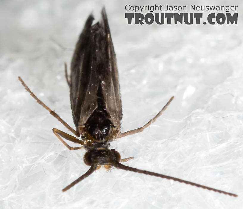 Amiocentrus aspilus (Little Western Weedy Water Sedge) Caddisfly Adult from the Henry's Fork of the Snake River in Idaho