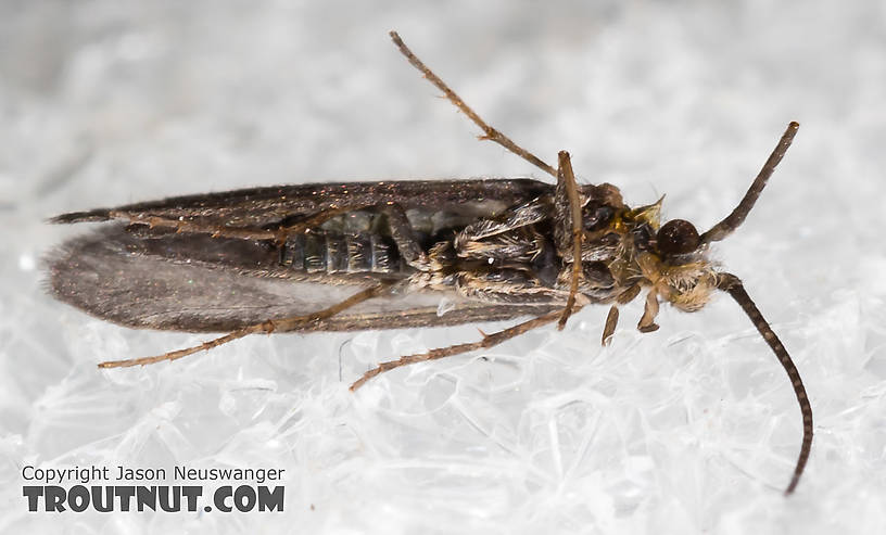 Amiocentrus aspilus (Little Western Weedy Water Sedge) Caddisfly Adult from the Henry's Fork of the Snake River in Idaho