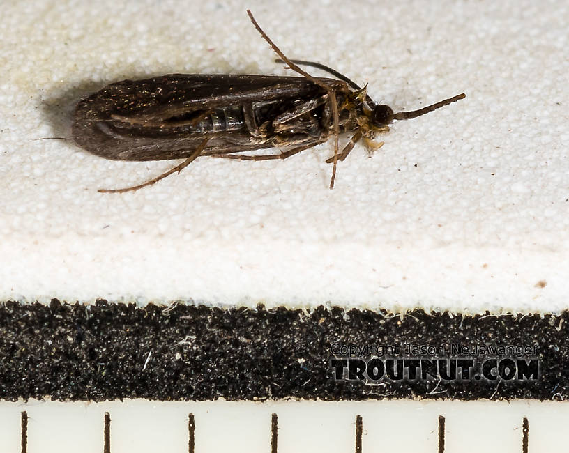 Each ruler mark is 1/16 inch.  Amiocentrus aspilus (Little Western Weedy Water Sedge) Caddisfly Adult from the Henry's Fork of the Snake River in Idaho