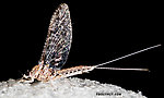 Male Callibaetis (Speckled Spinners) Mayfly Spinner