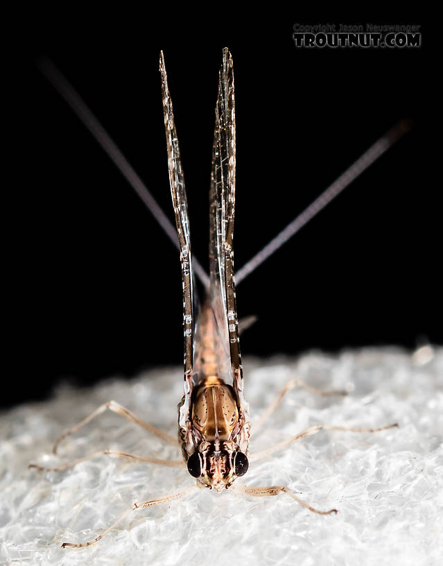 Male Callibaetis (Speckled Spinners) Mayfly Spinner from the Henry's Fork of the Snake River in Idaho