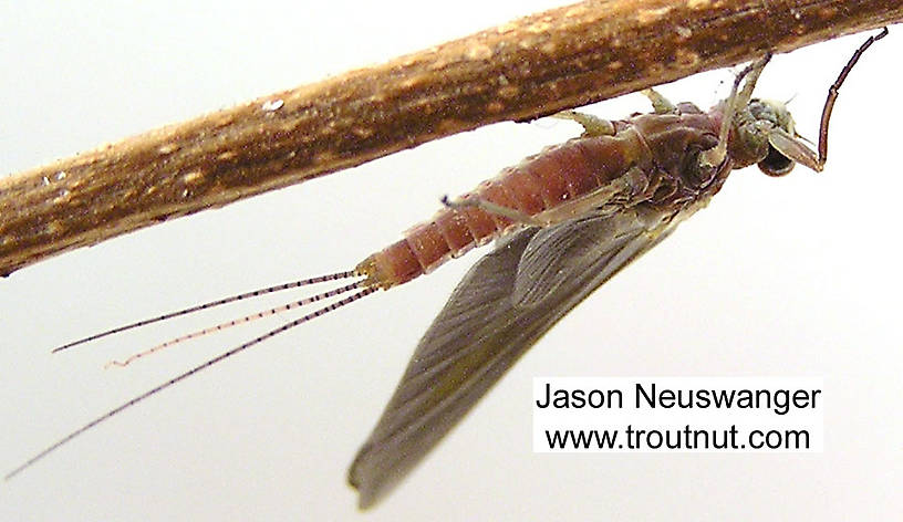 Male Ephemerella subvaria (Hendrickson) Mayfly Dun from the Namekagon River in Wisconsin