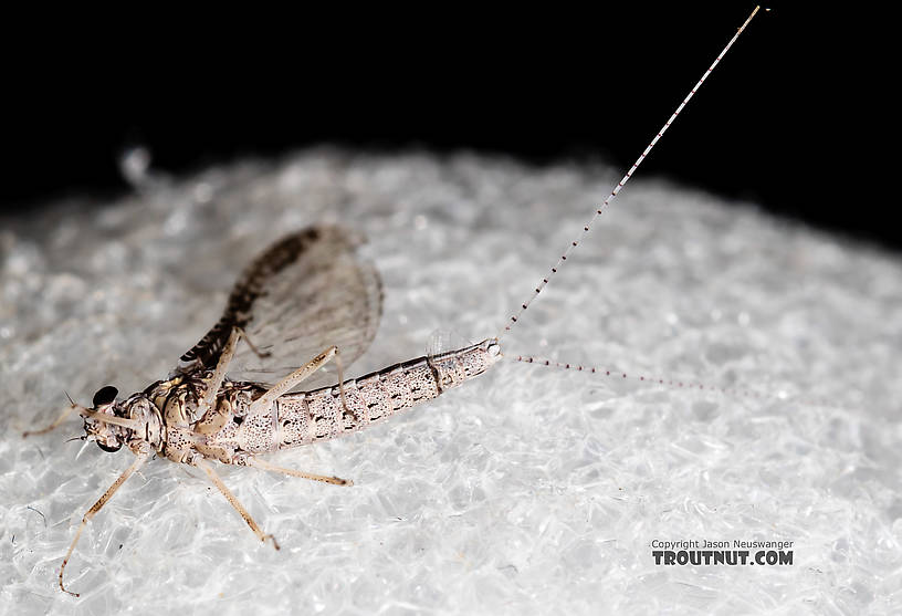 Male Callibaetis (Speckled Spinners) Mayfly Spinner from the Henry's Fork of the Snake River in Idaho