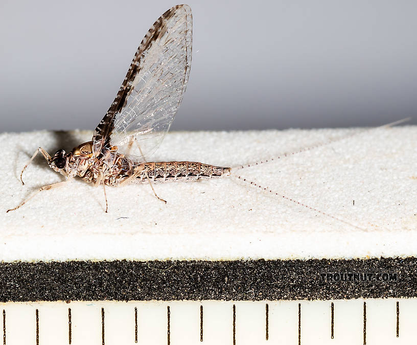 Each ruler mark is 1/16 inch.  Male Callibaetis (Speckled Spinners) Mayfly Spinner from the Henry's Fork of the Snake River in Idaho