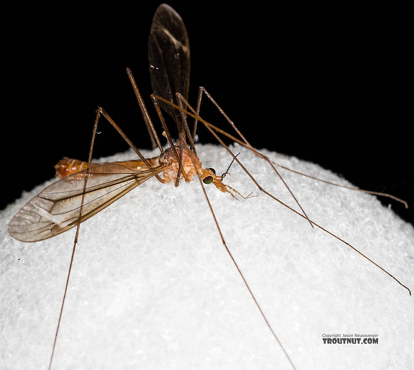 Tipulidae (Crane Flies) Crane Fly Adult from the Henry's Fork of the Snake River in Idaho