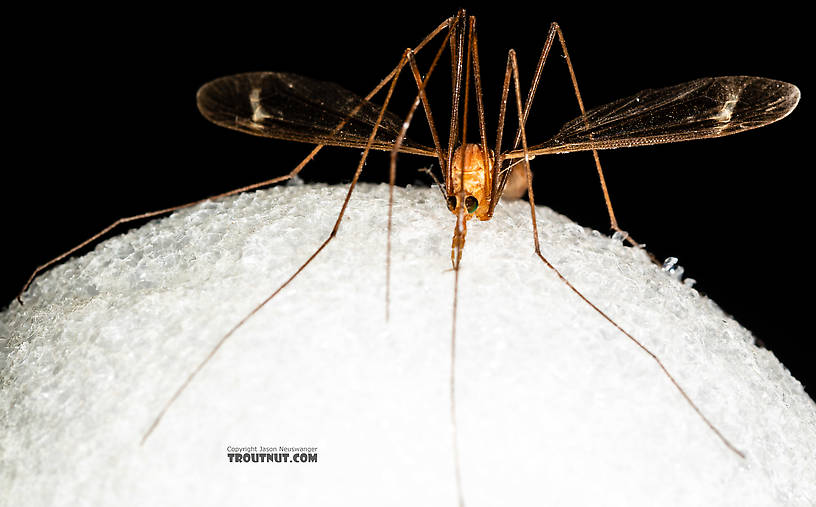 Tipulidae (Crane Flies) Crane Fly Adult from the Henry's Fork of the Snake River in Idaho