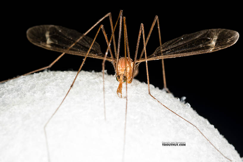 Tipulidae (Crane Flies) Crane Fly Adult from the Henry's Fork of the Snake River in Idaho