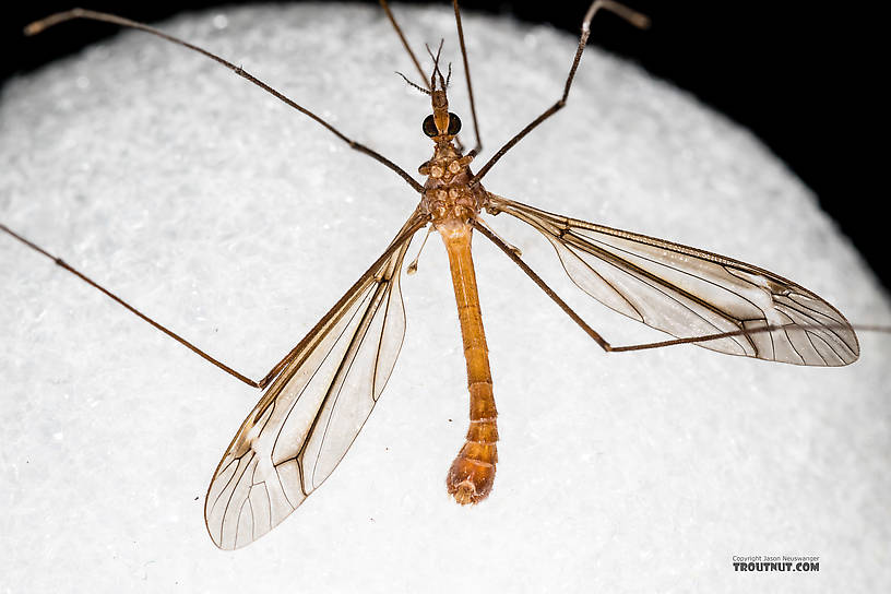 Tipulidae (Crane Flies) Crane Fly Adult from the Henry's Fork of the Snake River in Idaho