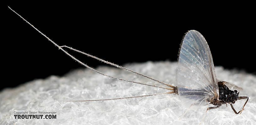 Male Tricorythodes (Tricos) Mayfly Spinner from the Henry's Fork of the Snake River in Idaho