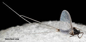 Male Tricorythodes (Tricos) Mayfly Spinner